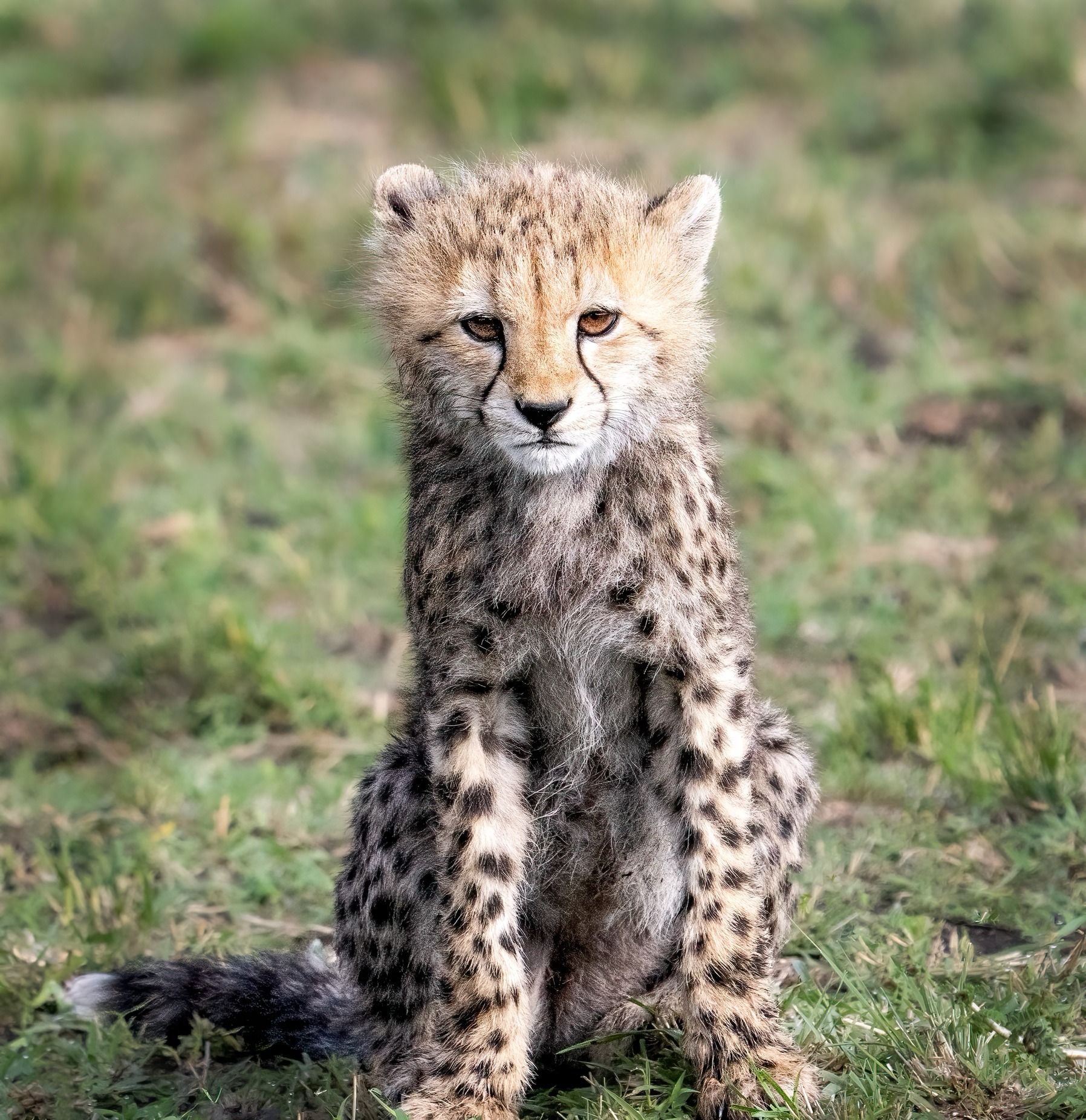 Young Cheetah